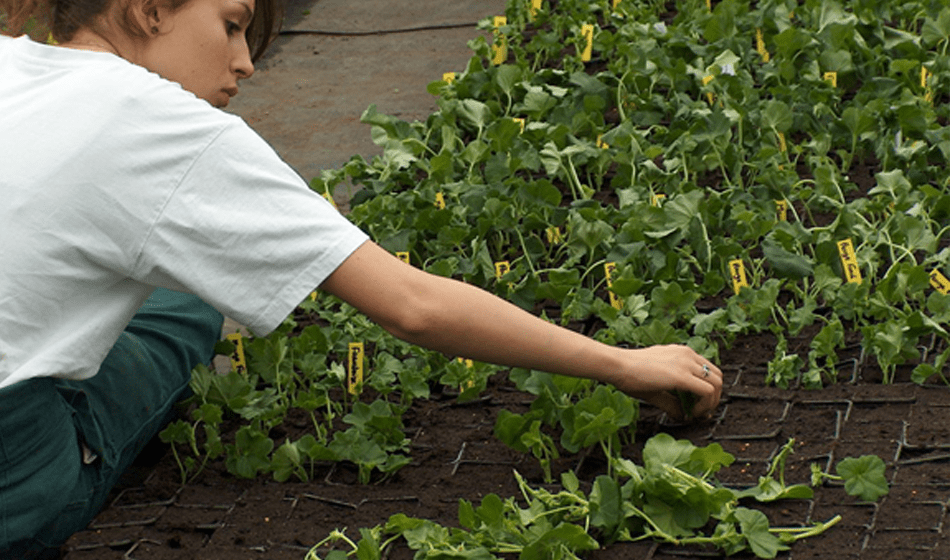 BTSA Production Horticole
